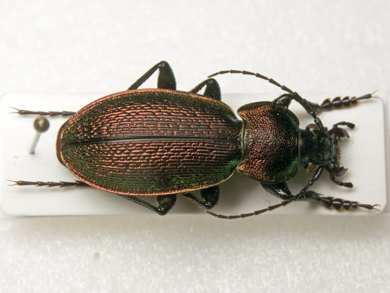 Carabus excellens Fabricius, 1798